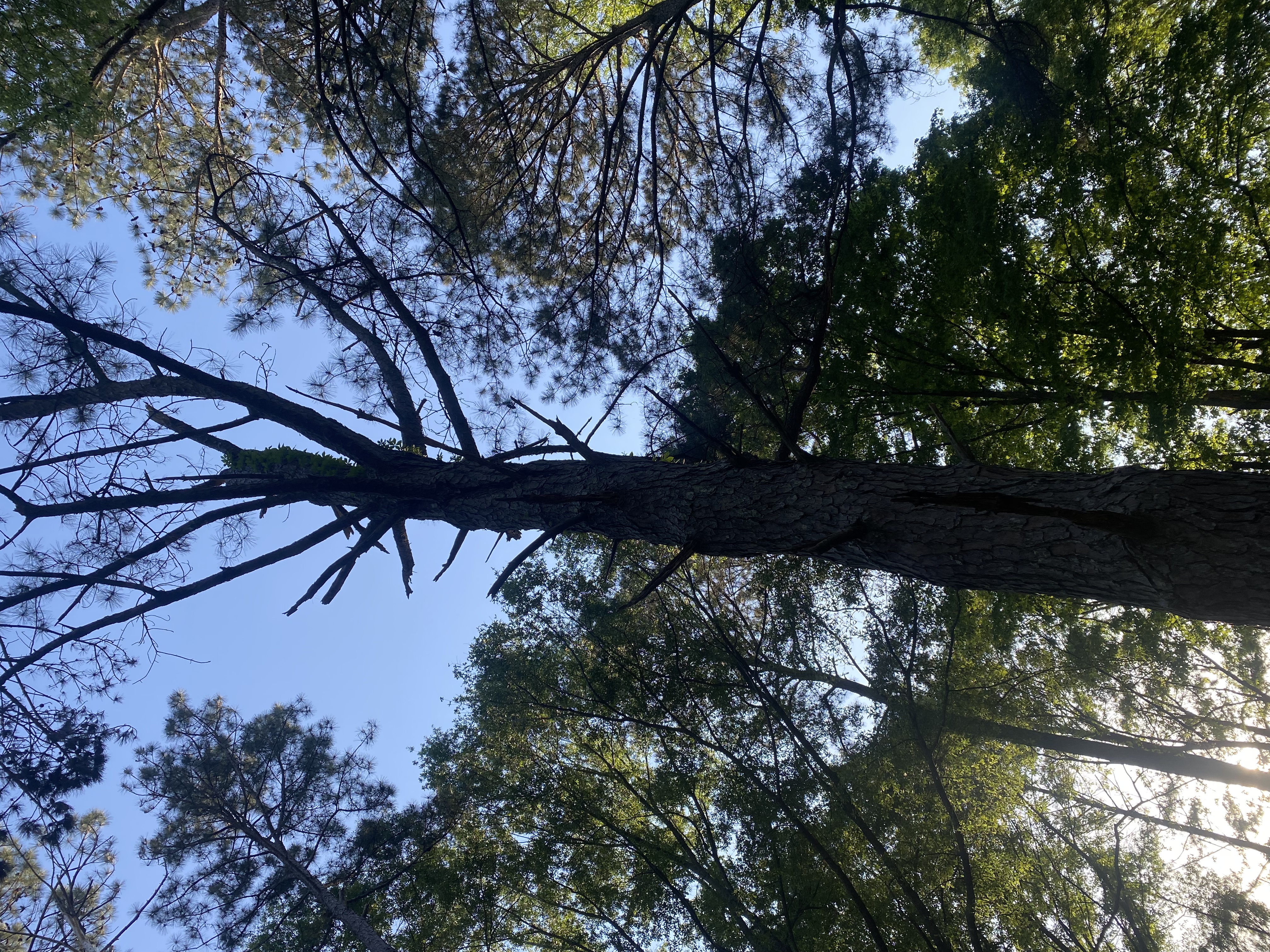Dead and dangerous tree removal
