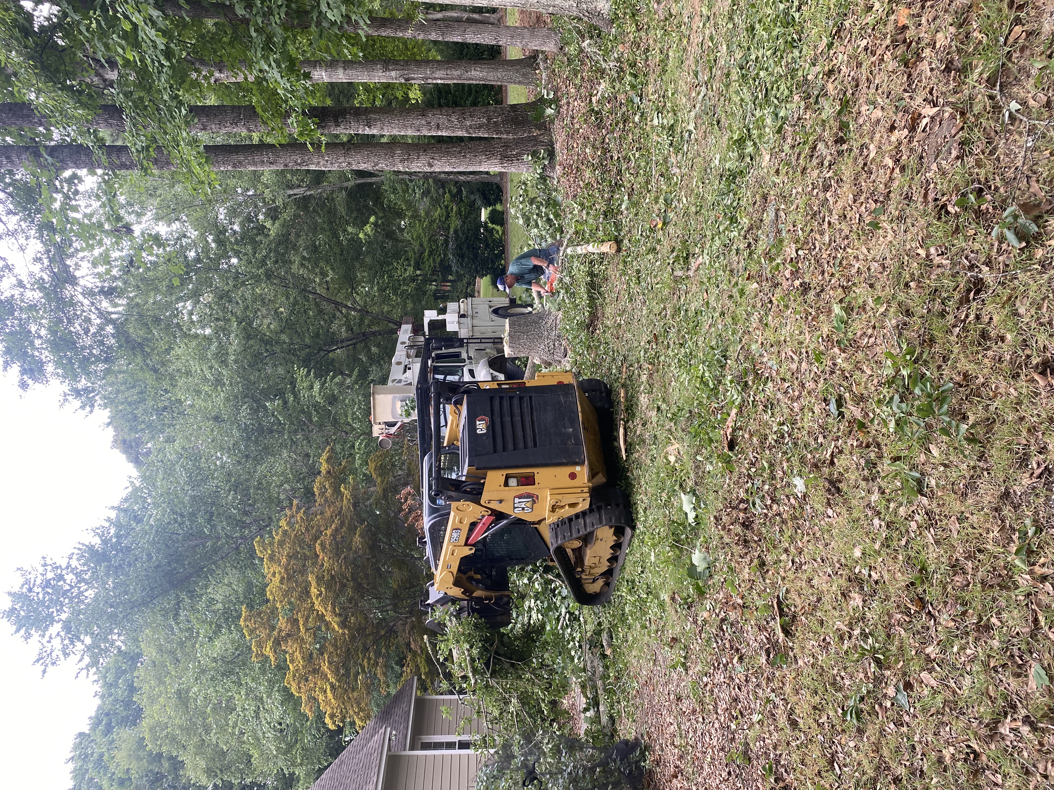 Tree cleanup and hauling