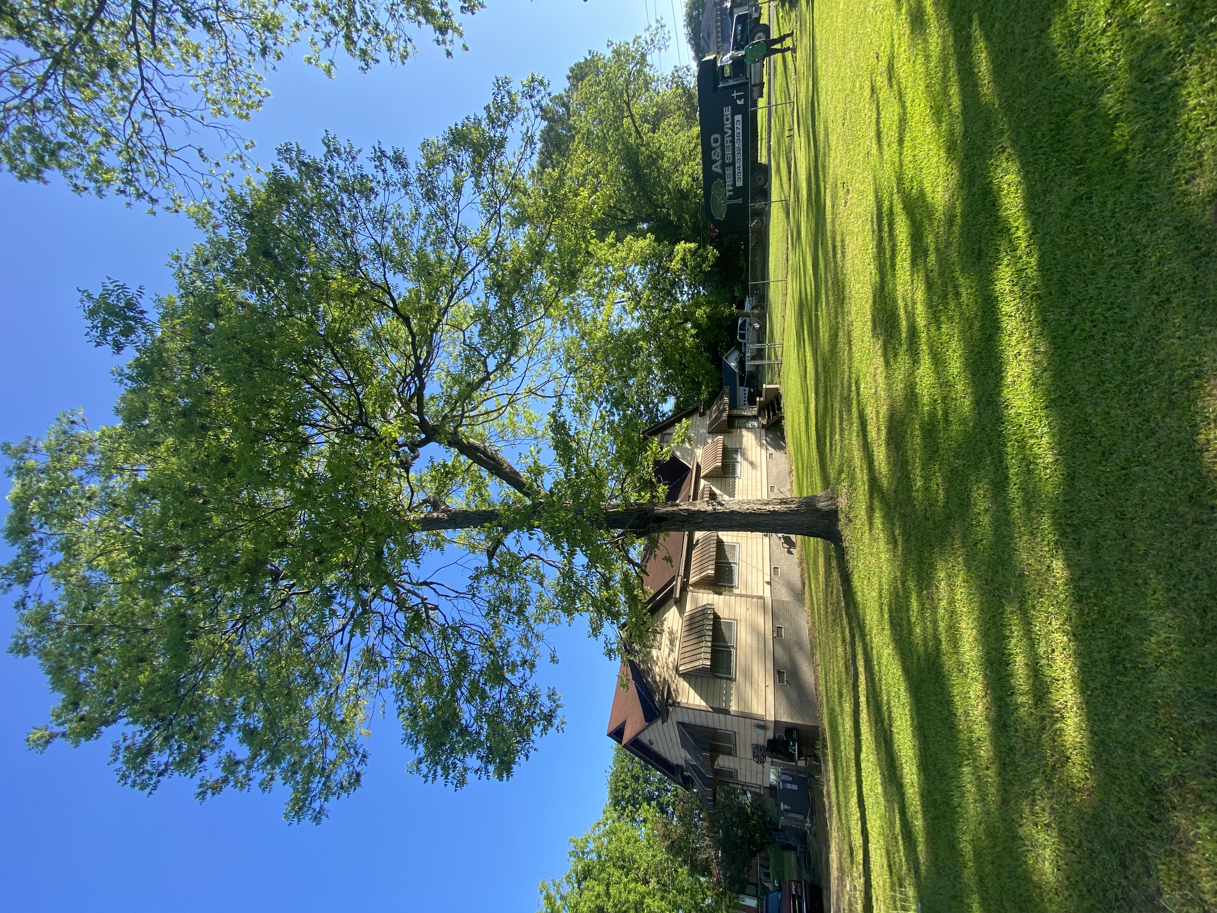 Broken tree before removal