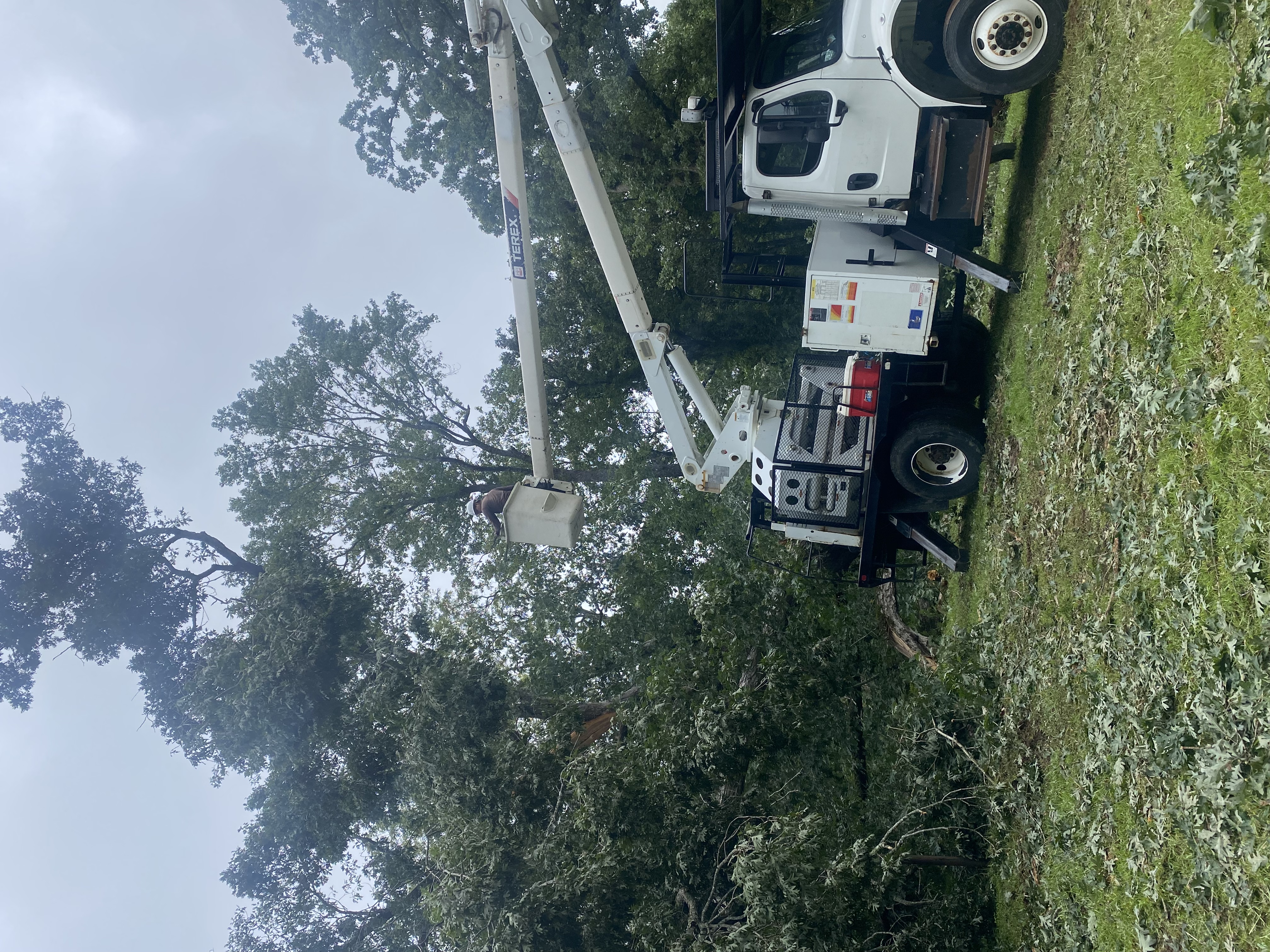 Bucket truck tree removal