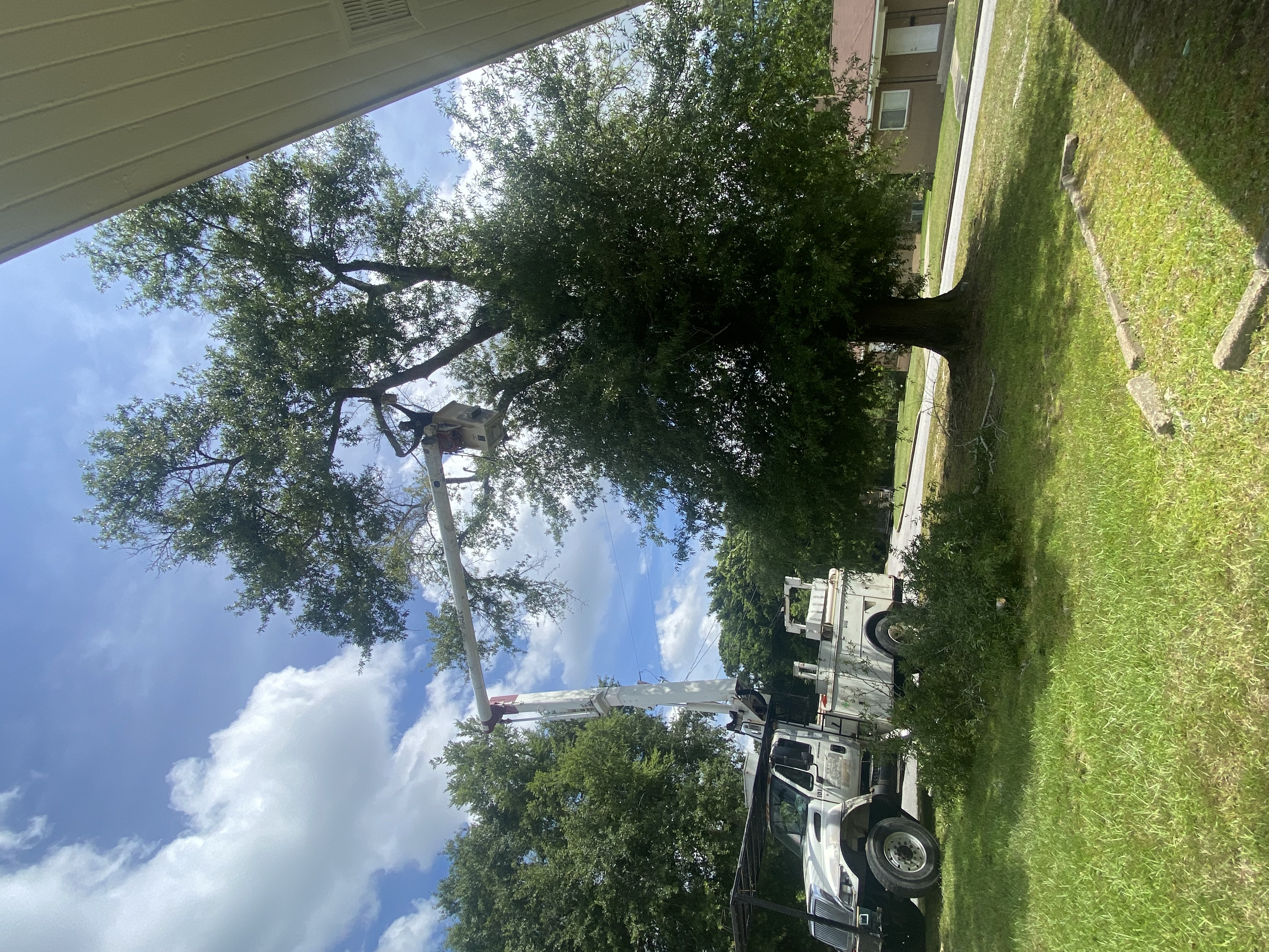 Dangerous dead tree removal