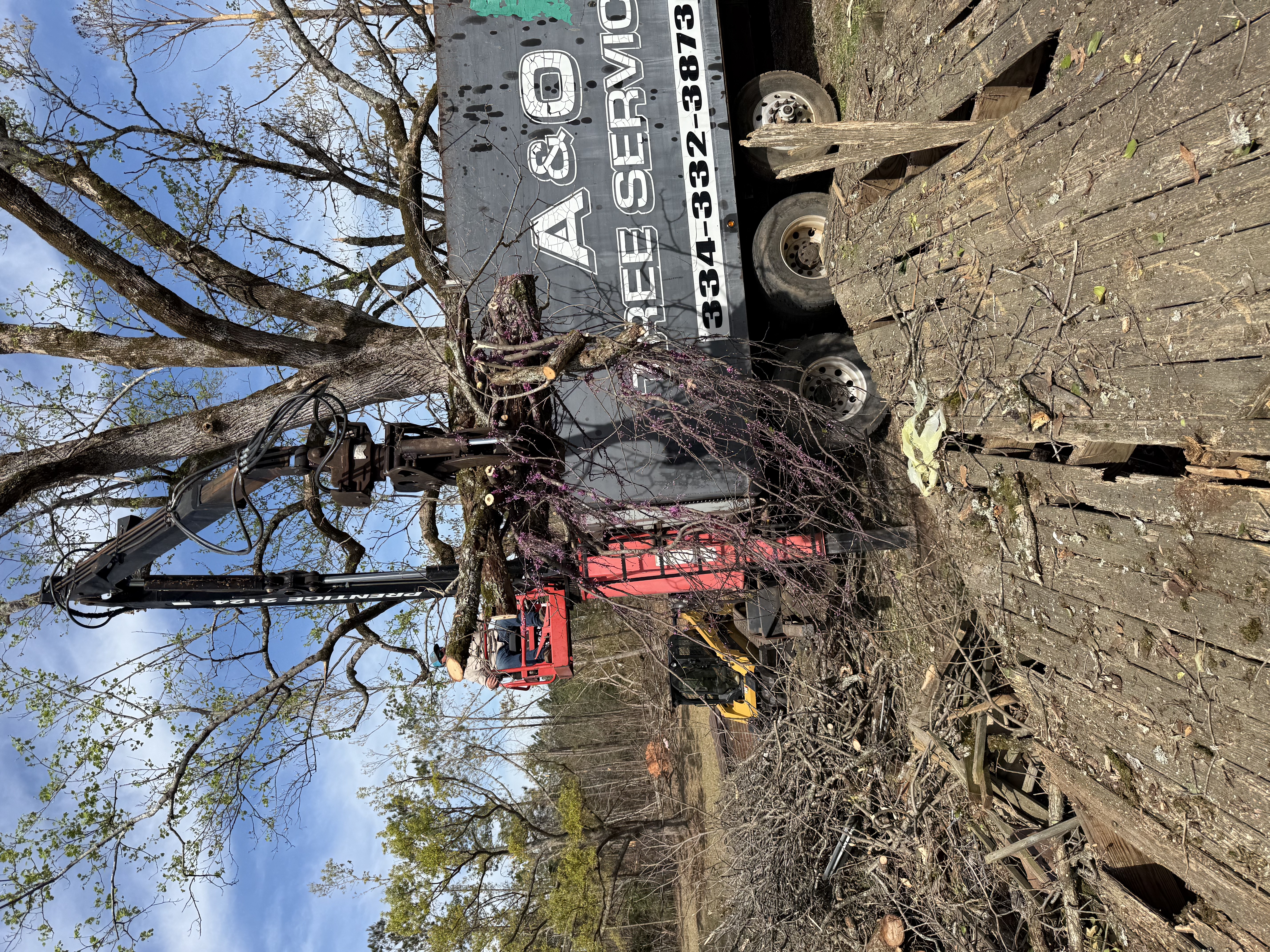 Dangerous tree removal