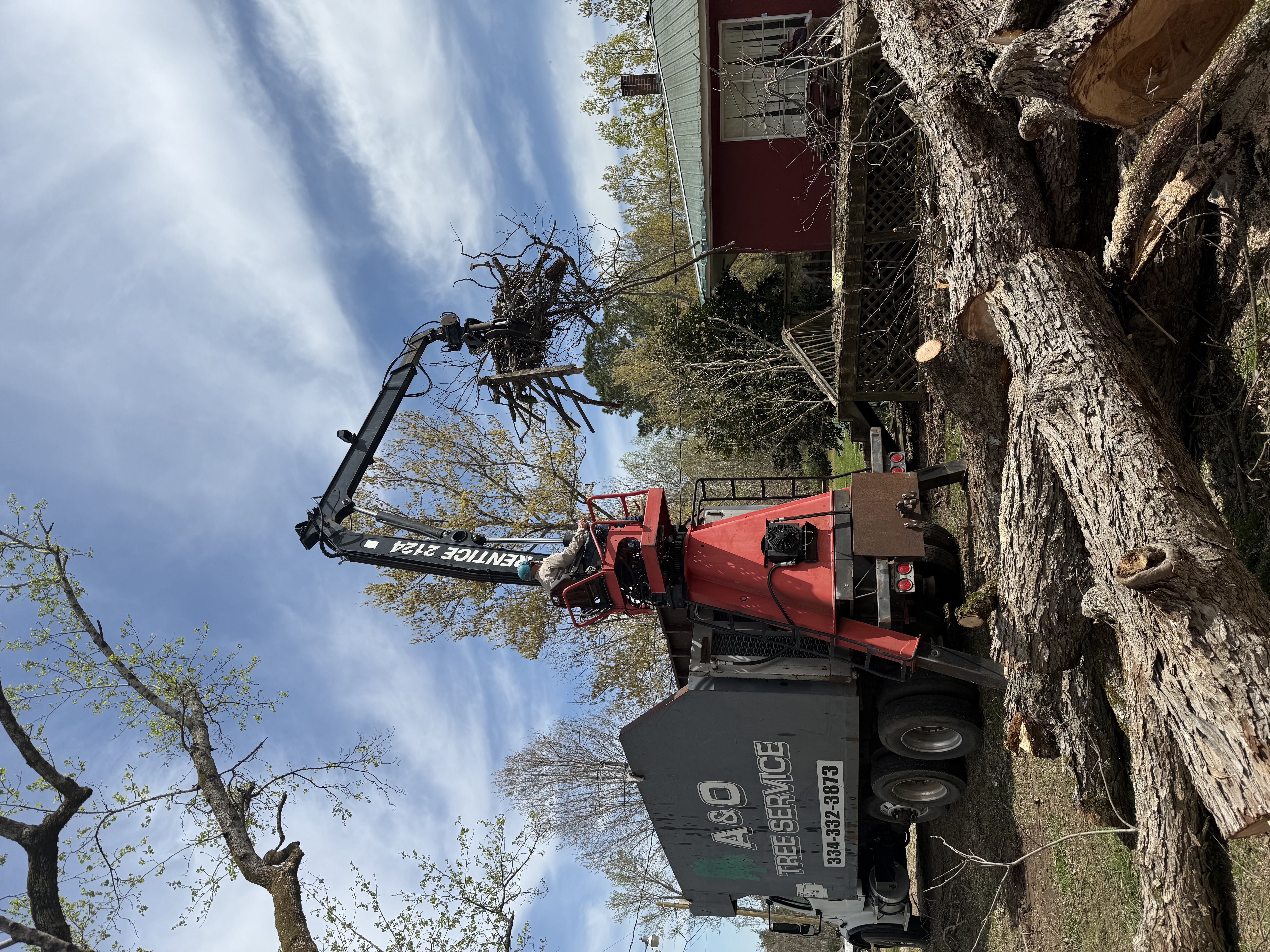 Tree debris removal