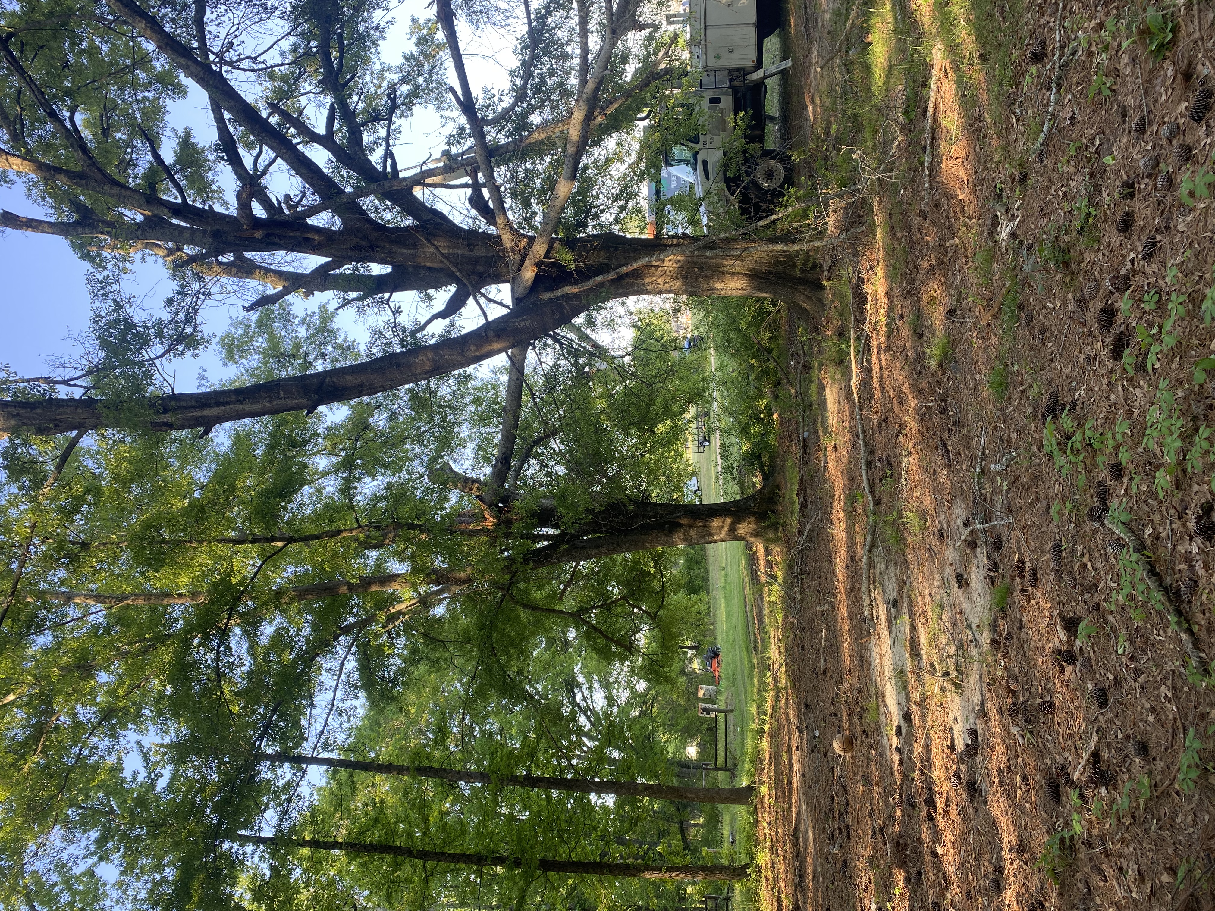 Fallen tree emergency cleanup