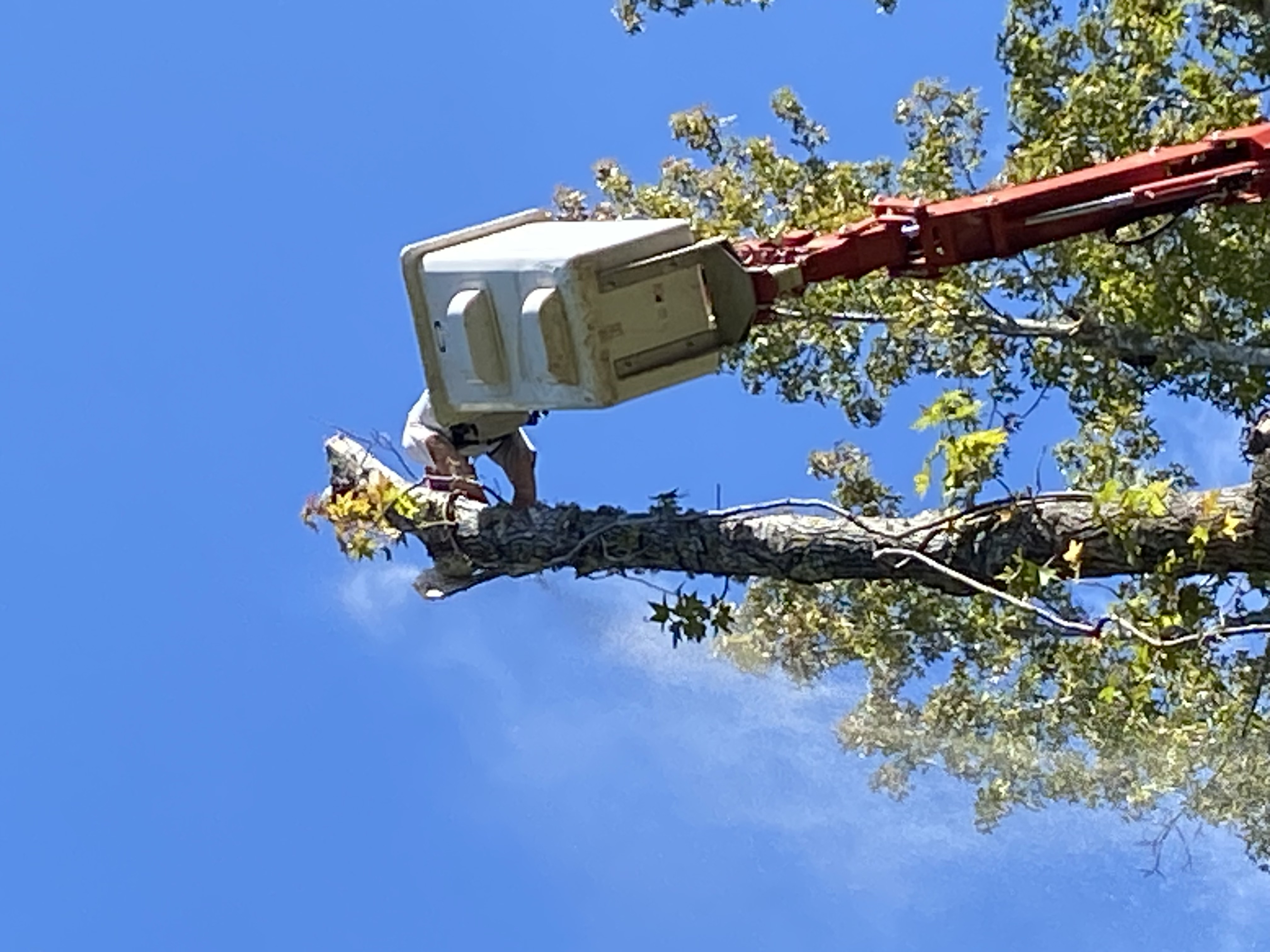 Tree top removal